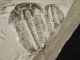 A Larger Natural Elrathia Trilobite Fossil 500 Million Years Old Utah 197.  5gr H The Americas photo 6