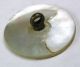 Antique Shell Button W/ Hand Painted Bird & Flowers Design 15/16 