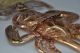 Moche Gold Gilded Crab God Figure From Peru - Trujillo The Americas photo 7