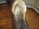 Victorian Platform Rocking Horse W Saddle Real Hide And Horsehair Victorian photo 3
