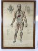 Antique The Egyptian Chemical Co Practical Embalming Framed Picture Anatomy Other Medical Antiques photo 1