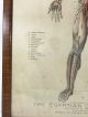 Antique The Egyptian Chemical Co Practical Embalming Framed Picture Anatomy Other Medical Antiques photo 6