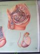 Cool Vintage Pull Down School Chart Of The Male Reproductive Organs Other Antique Science, Medical photo 9