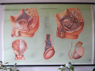 Cool Vintage Pull Down School Chart Of The Male Reproductive Organs photo