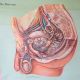 Cool Vintage Pull Down School Chart Of The Male Reproductive Organs Other Antique Science, Medical photo 7