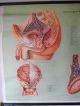 Cool Vintage Pull Down School Chart Of The Male Reproductive Organs Other Antique Science, Medical photo 8