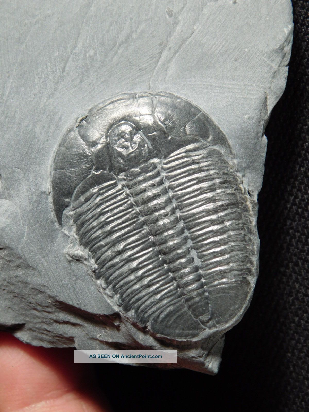 A Perfect Larger 500 Million Years Old Utah Elrathia Trilobite Fossil 64.  9gr H The Americas photo