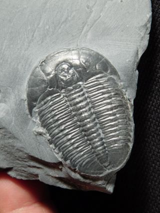 A Perfect Larger 500 Million Years Old Utah Elrathia Trilobite Fossil 64.  9gr H photo