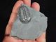 A Perfect Larger 500 Million Years Old Utah Elrathia Trilobite Fossil 64.  9gr H The Americas photo 2