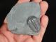 A Perfect Larger 500 Million Years Old Utah Elrathia Trilobite Fossil 64.  9gr H The Americas photo 3