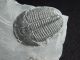 A Perfect Larger 500 Million Years Old Utah Elrathia Trilobite Fossil 64.  9gr H The Americas photo 4