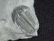 A Perfect Larger 500 Million Years Old Utah Elrathia Trilobite Fossil 64.  9gr H The Americas photo 5