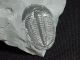 A Perfect Larger 500 Million Years Old Utah Elrathia Trilobite Fossil 64.  9gr H The Americas photo 6