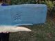 Antique Old Wooden Painted Humpback Whale Weathervane From Gloucester,  Ma 50 