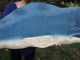 Antique Old Wooden Painted Humpback Whale Weathervane From Gloucester,  Ma 50 