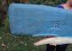 Antique Old Wooden Painted Humpback Whale Weathervane From Gloucester,  Ma 50 