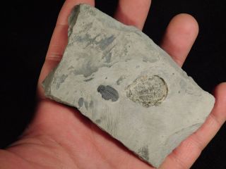 A Little 500 Million Years Old Elrathia Trilobite Fossil From Utah 109gr C photo