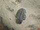 A Little 500 Million Years Old Elrathia Trilobite Fossil From Utah 109gr C The Americas photo 5