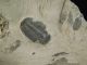 A Little 500 Million Years Old Elrathia Trilobite Fossil From Utah 109gr C The Americas photo 7