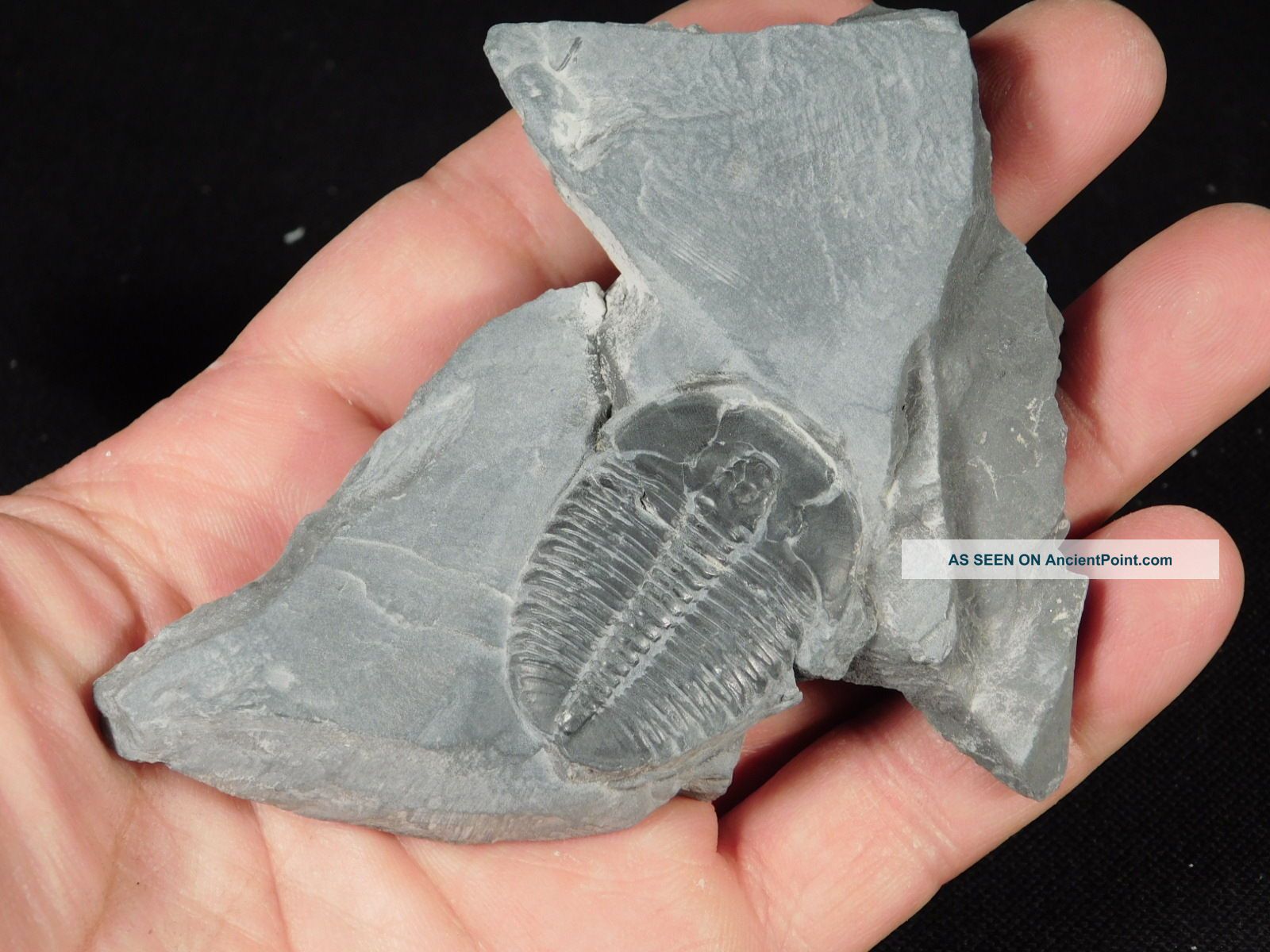 A Repaired 500 Million Years Old Elrathia Trilobite Fossil From Utah 61.  1 C The Americas photo