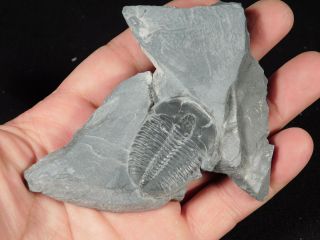 A Repaired 500 Million Years Old Elrathia Trilobite Fossil From Utah 61.  1 C photo