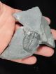 A Repaired 500 Million Years Old Elrathia Trilobite Fossil From Utah 61.  1 C The Americas photo 1