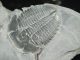 A Repaired 500 Million Years Old Elrathia Trilobite Fossil From Utah 61.  1 C The Americas photo 3