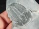 A Repaired 500 Million Years Old Elrathia Trilobite Fossil From Utah 61.  1 C The Americas photo 4