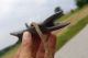 Antique Ketzergabel,  Kinngabel,  Rare Torture,  Medieval,  Chin Fork,  Heretic Fork Primitives photo 4
