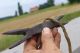 Antique Ketzergabel,  Kinngabel,  Rare Torture,  Medieval,  Chin Fork,  Heretic Fork Primitives photo 5