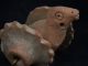 Ancient Teracotta Bird With Wheels Indus Valley 500 Bc Tr174 Roman photo 1