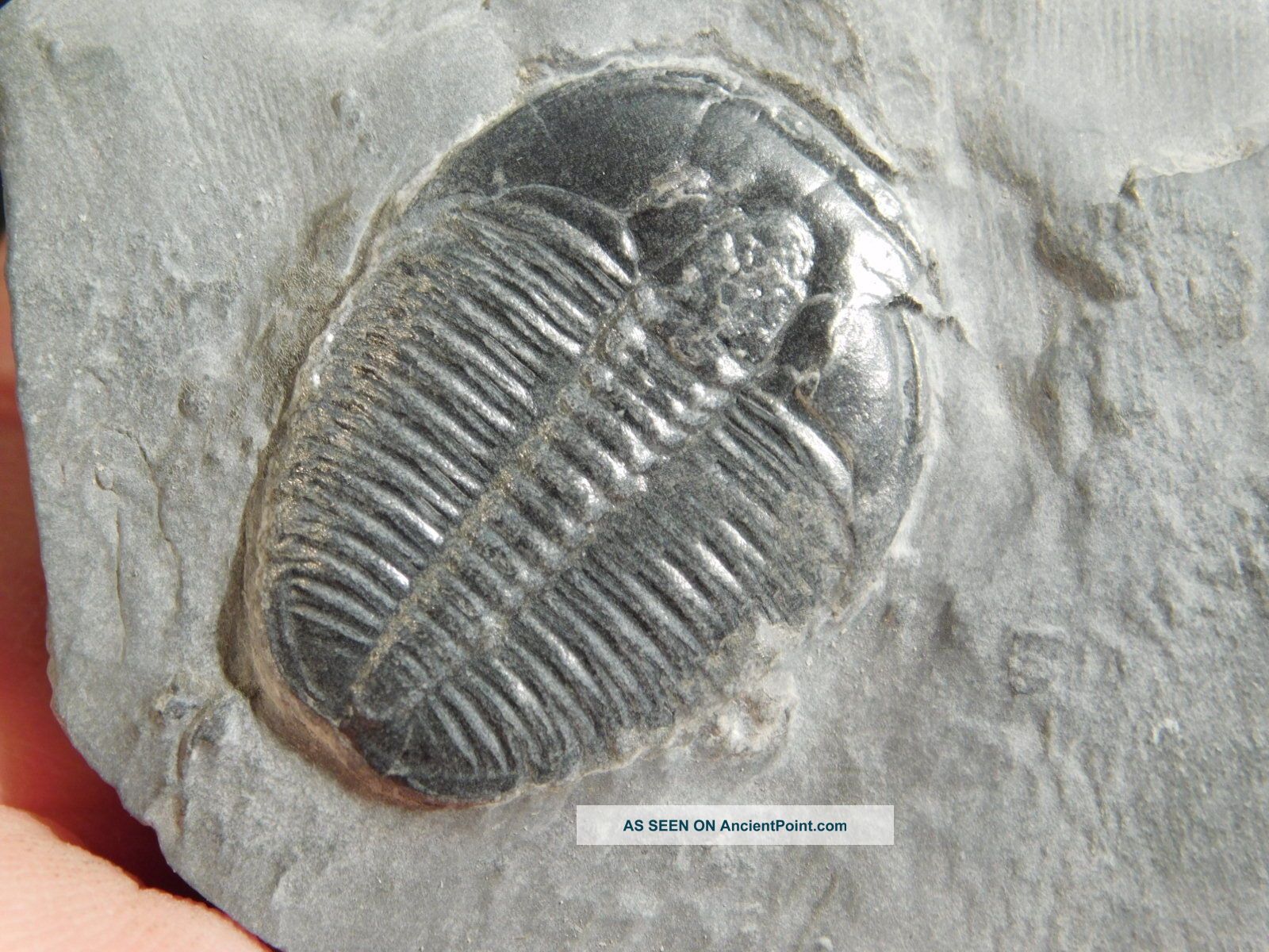 A & Natural Elrathia Trilobite Fossil 500 Million Years Old Utah 78.  3gr A The Americas photo