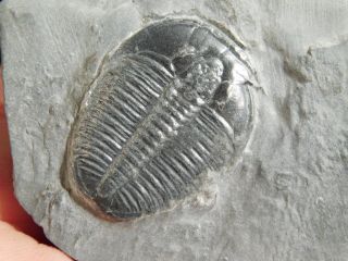 A & Natural Elrathia Trilobite Fossil 500 Million Years Old Utah 78.  3gr A photo