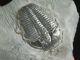 A & Natural Elrathia Trilobite Fossil 500 Million Years Old Utah 78.  3gr A The Americas photo 1