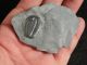 A & Natural Elrathia Trilobite Fossil 500 Million Years Old Utah 78.  3gr A The Americas photo 2
