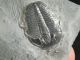 A & Natural Elrathia Trilobite Fossil 500 Million Years Old Utah 78.  3gr A The Americas photo 3