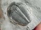 A & Natural Elrathia Trilobite Fossil 500 Million Years Old Utah 78.  3gr A The Americas photo 5