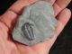 A & Natural Elrathia Trilobite Fossil 500 Million Years Old Utah 78.  3gr A The Americas photo 6