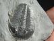 A & Natural Elrathia Trilobite Fossil 500 Million Years Old Utah 78.  3gr A The Americas photo 7