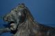 Antique Early 20th Century African Bronze Benin Tribal Lion,  C 1920 Other African Antiques photo 2