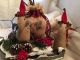 Primitive Christmas Sleigh & Reindeer With Christmas Mice Trio Village Scene Primitives photo 6