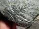 Two 100 Natural Entwined Utah Trilobite Fossils In Cambrian Era Matrix 282gr E The Americas photo 9