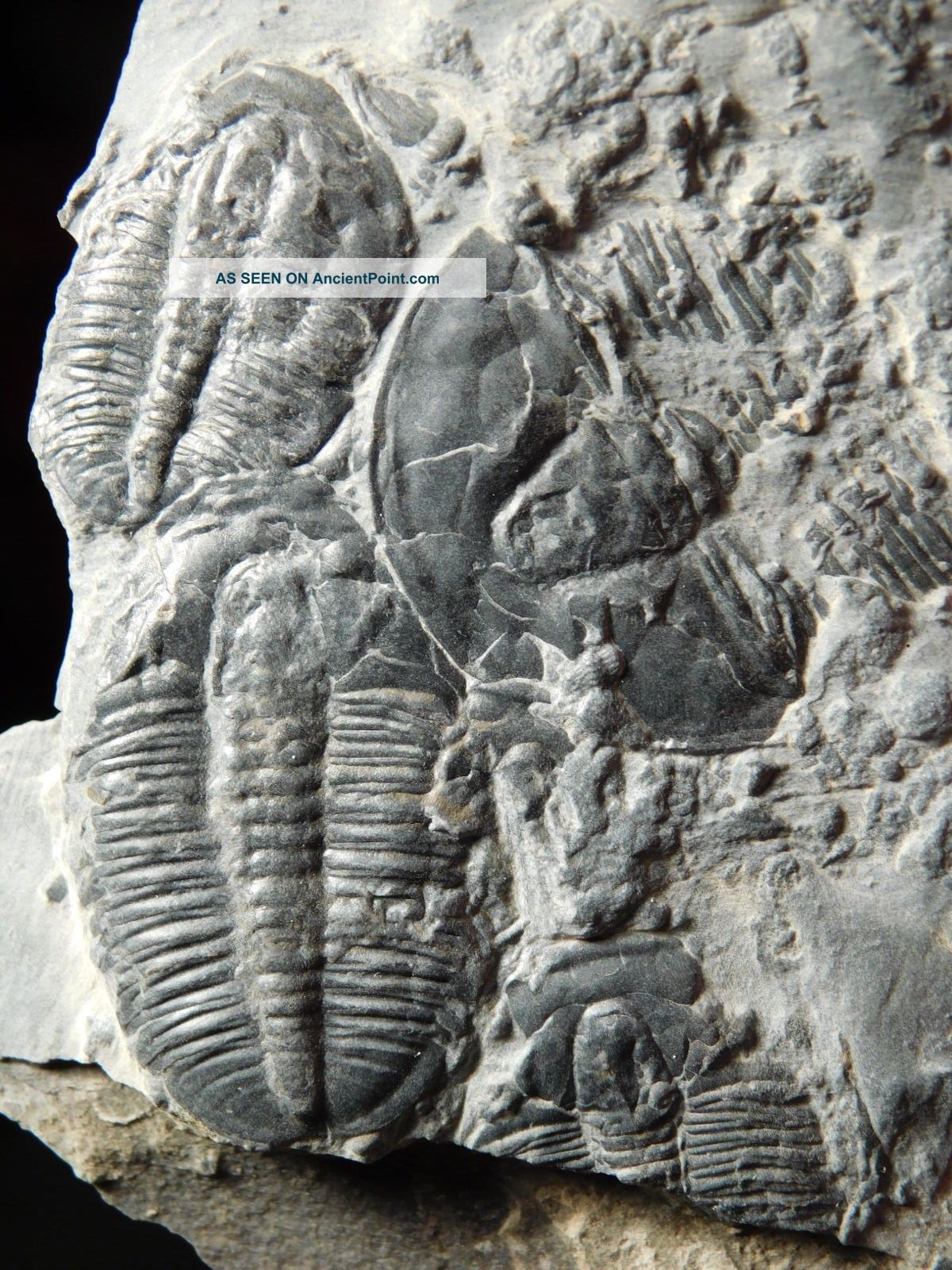 Two 100 Natural Entwined Utah Trilobite Fossils In Cambrian Era Matrix 282gr E The Americas photo