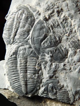 Two 100 Natural Entwined Utah Trilobite Fossils In Cambrian Era Matrix 282gr E photo