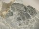 Two 100 Natural Entwined Utah Trilobite Fossils In Cambrian Era Matrix 282gr E The Americas photo 2