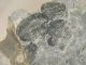Two 100 Natural Entwined Utah Trilobite Fossils In Cambrian Era Matrix 282gr E The Americas photo 3