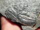 Two 100 Natural Entwined Utah Trilobite Fossils In Cambrian Era Matrix 282gr E The Americas photo 4