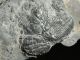 Two 100 Natural Entwined Utah Trilobite Fossils In Cambrian Era Matrix 282gr E The Americas photo 5