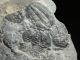 Two 100 Natural Entwined Utah Trilobite Fossils In Cambrian Era Matrix 282gr E The Americas photo 6