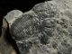 Two 100 Natural Entwined Utah Trilobite Fossils In Cambrian Era Matrix 282gr E The Americas photo 7